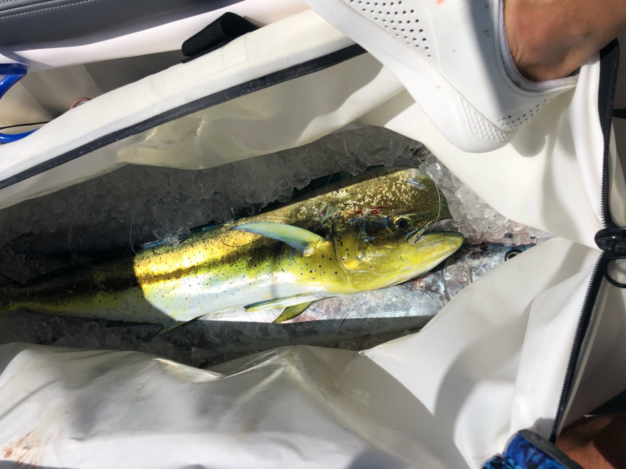 High-capacity Topline cooler filled with tuna and ice after a successful day of ocean fishing.

